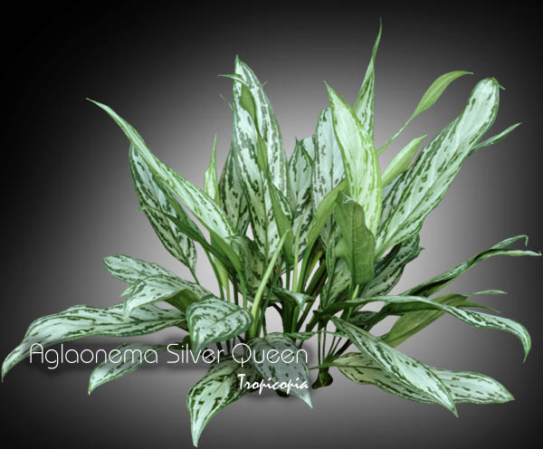 Aglaonema - Aglaonema Silver Queen - Aglaonema - Chinese Evergreen
